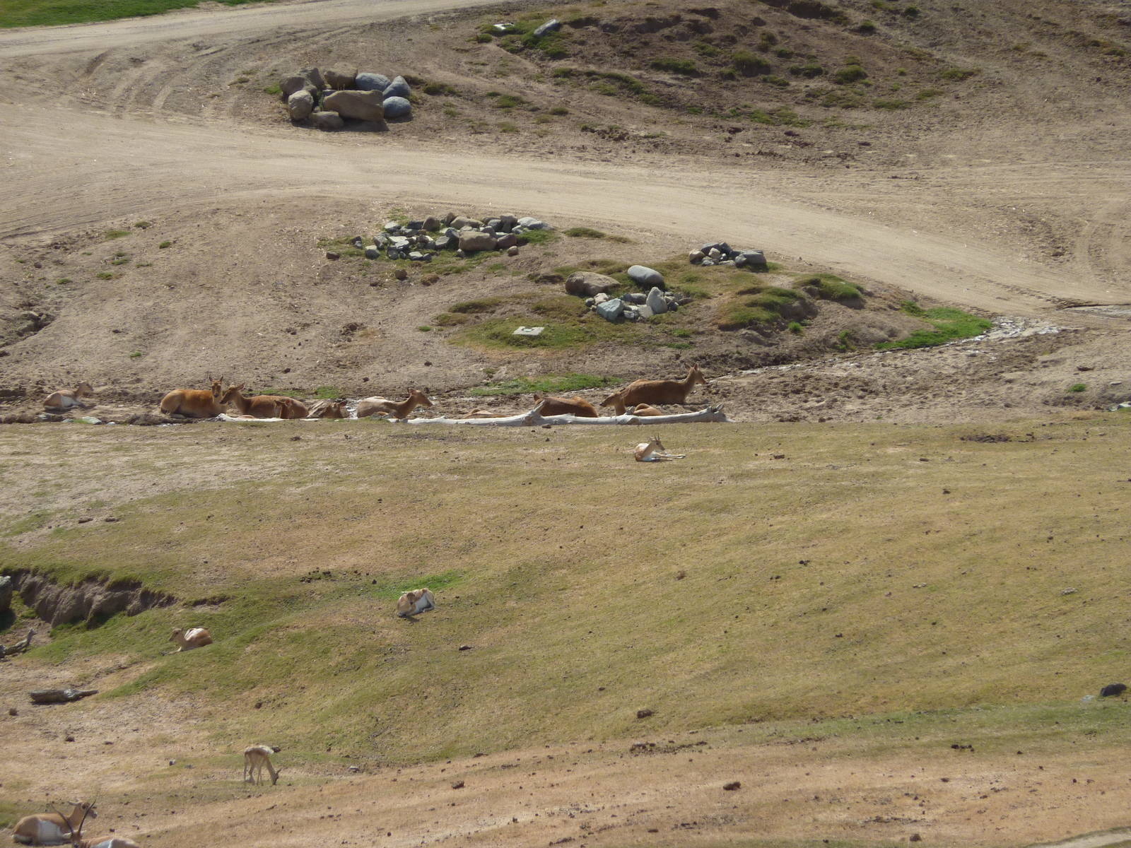6-12-10 Segway Tour - Barashinga and Blackbuck