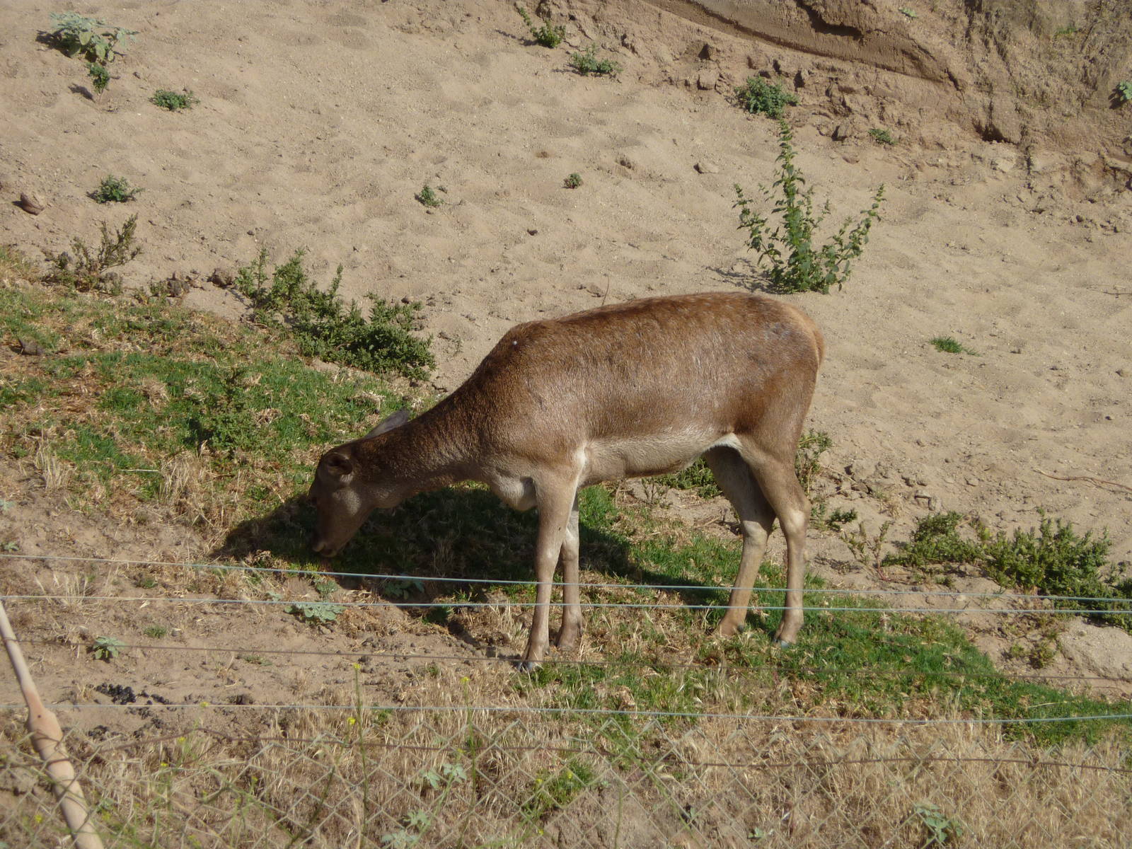 6-12-10 Segway Tour - Barbary Red Deer