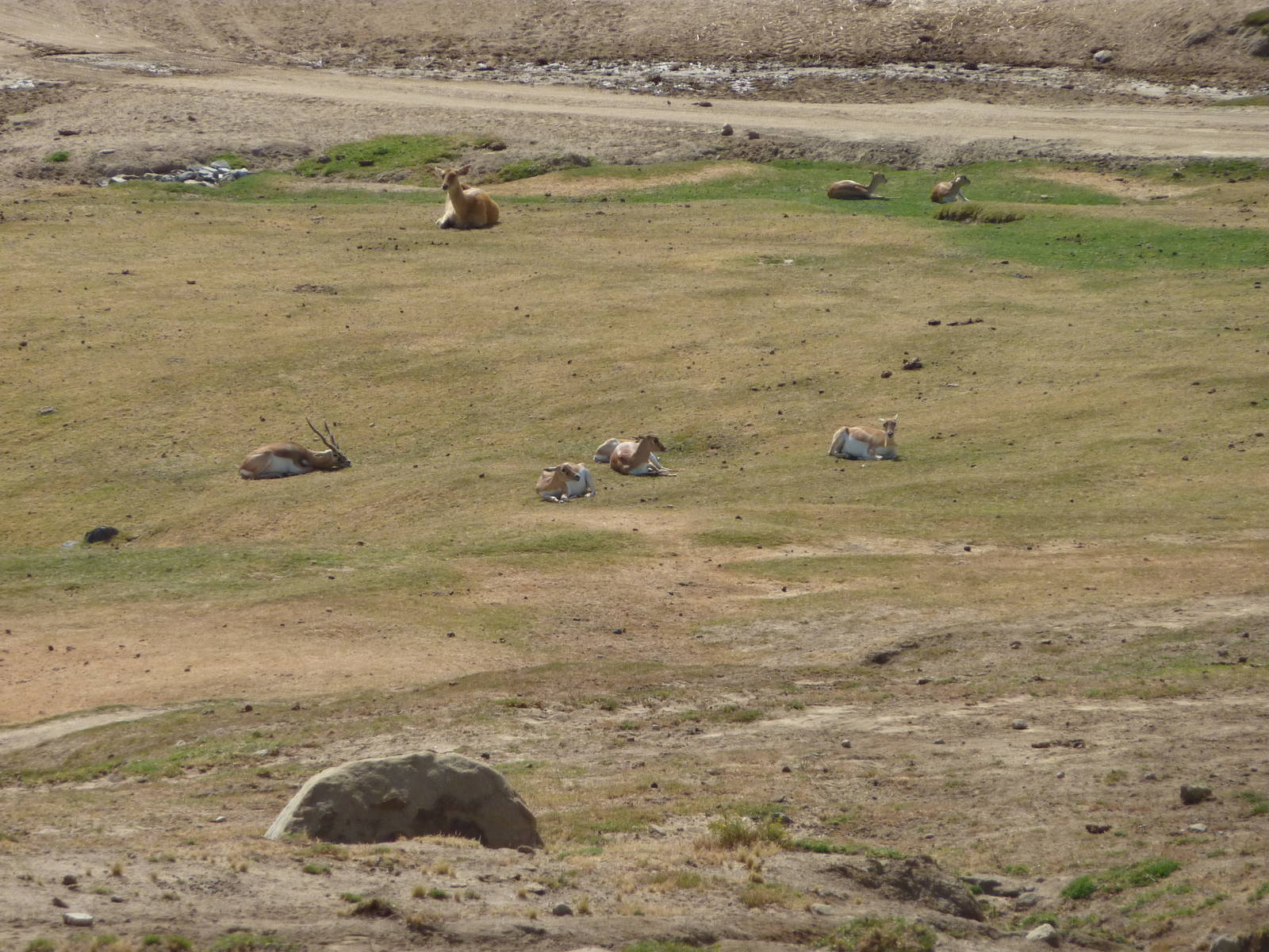 6-12-10 Segway Tour - Blackbuck and Barshinga