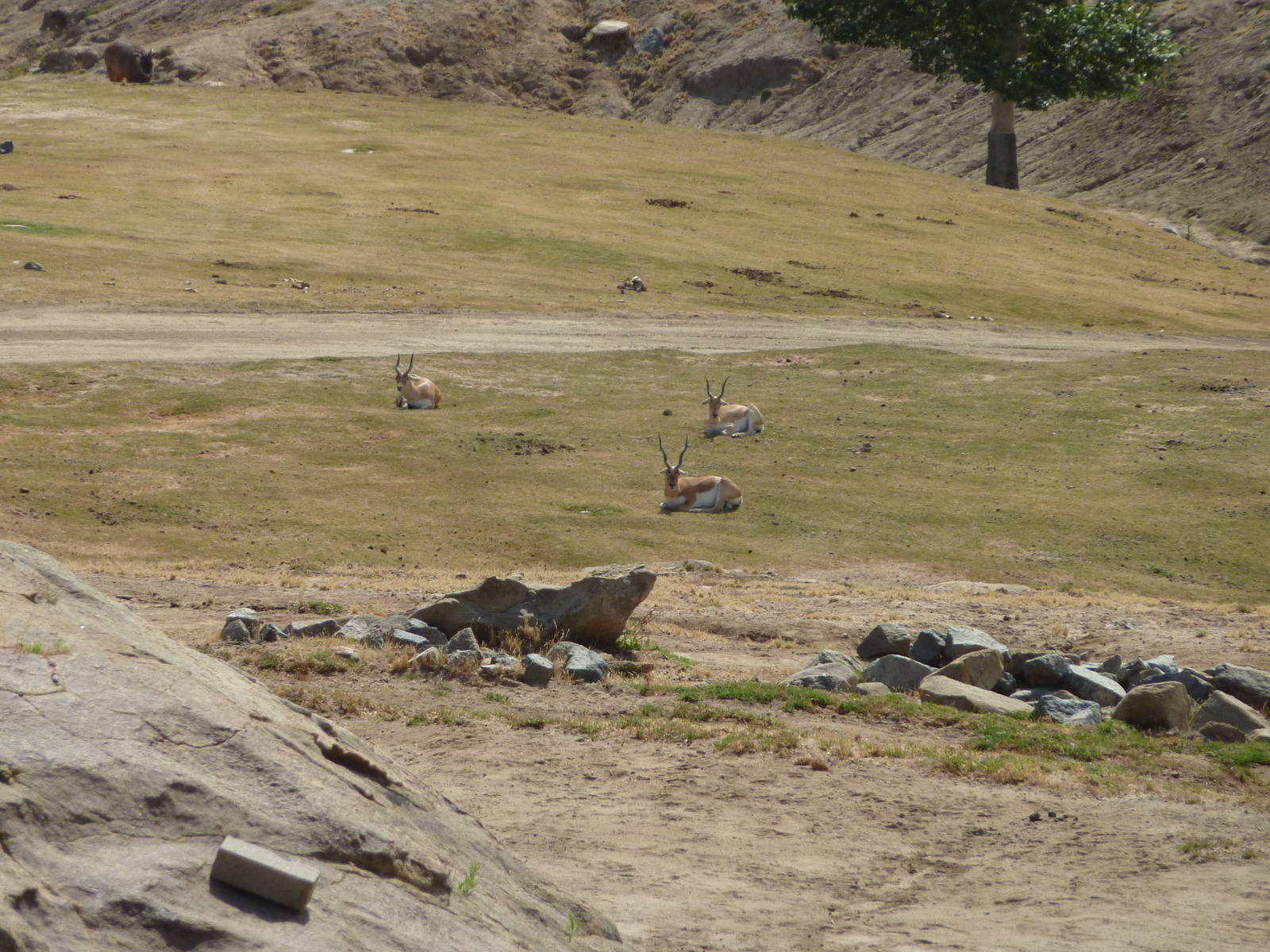 6-12-10 Segway Tour - Blackbuck