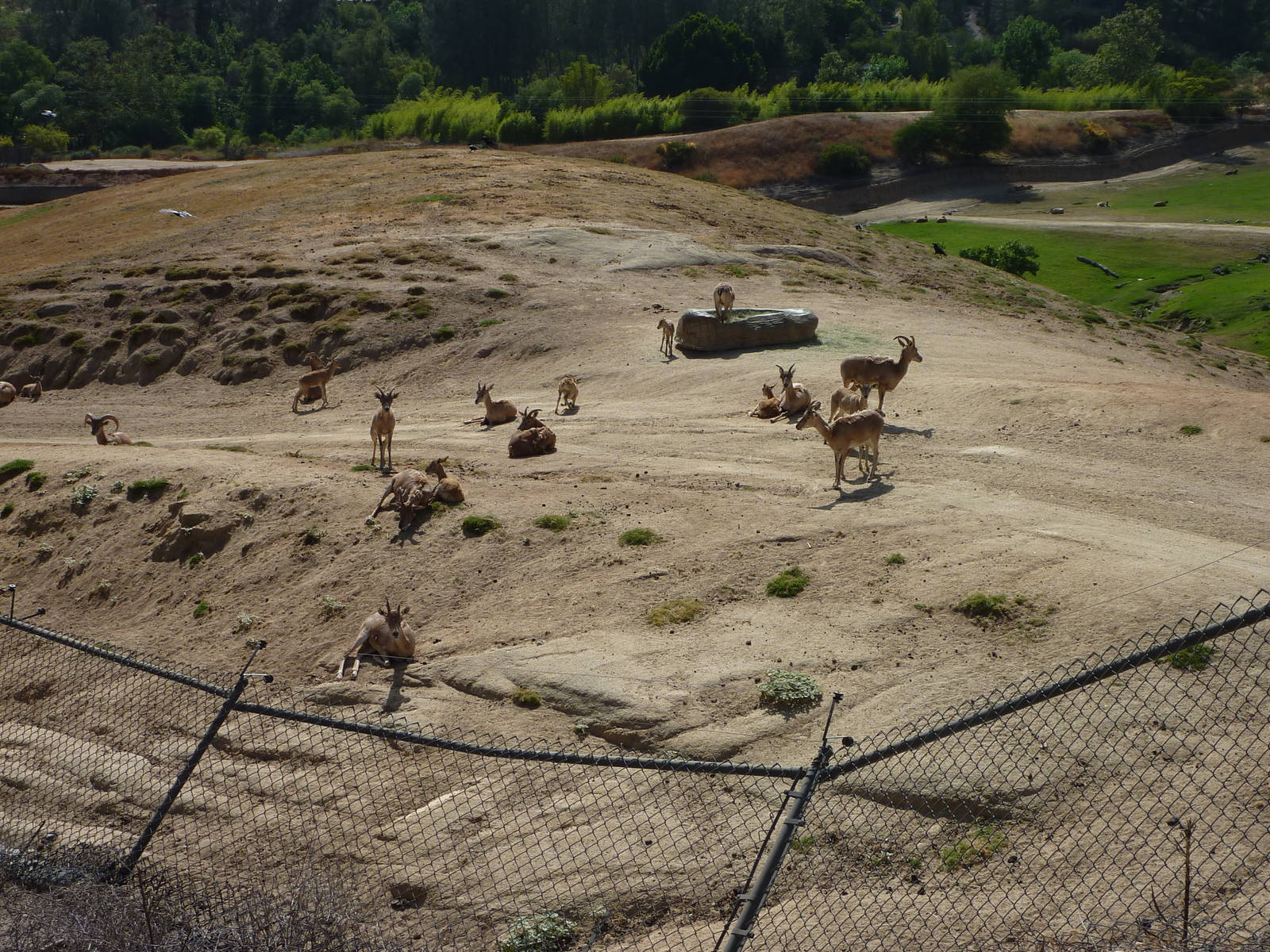 6 -12-10 Segway Tour - Caucasian Urial with calves