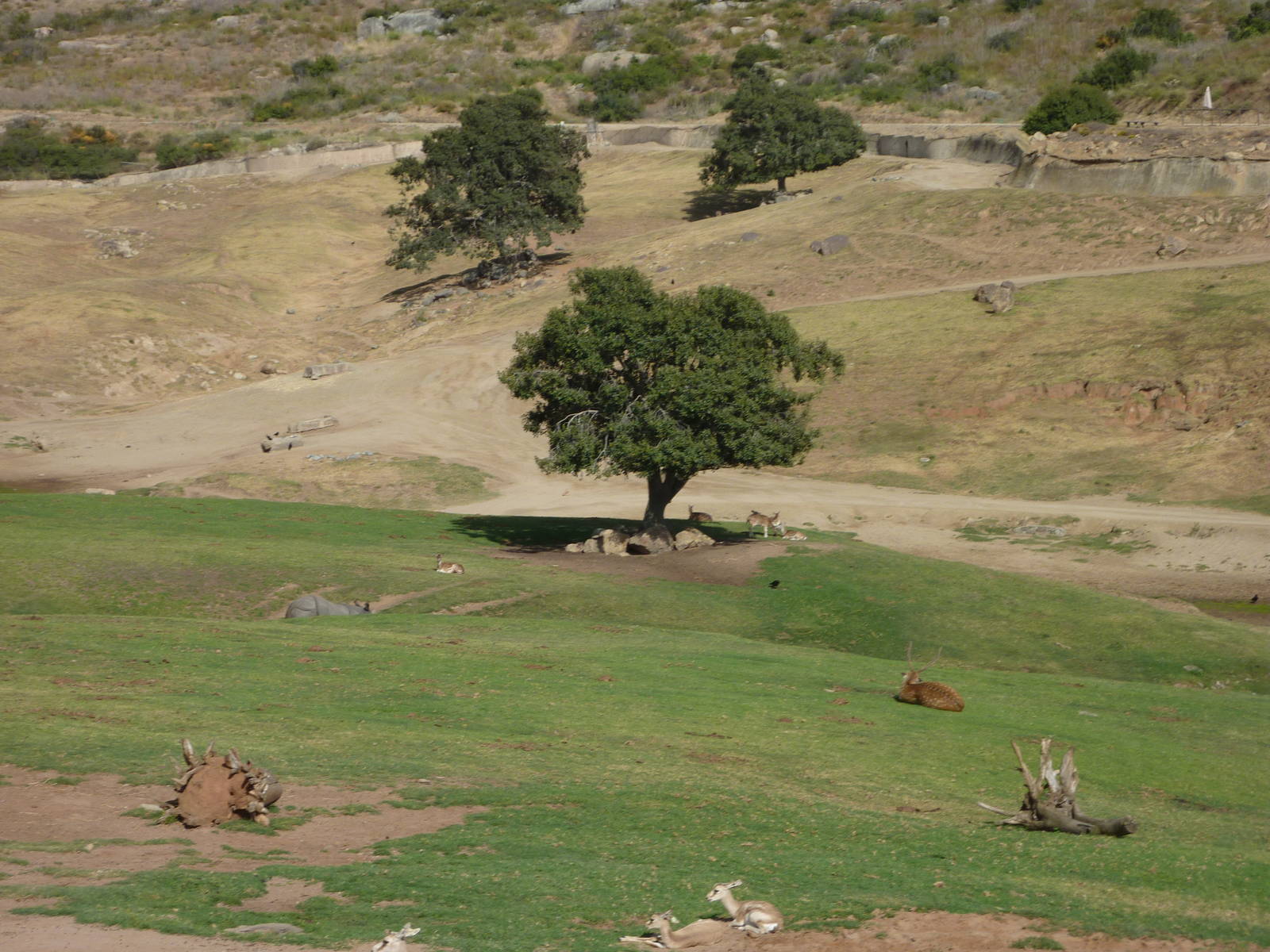 6-12-10 Segway Tour - Chital? Indian Rhinoceros, Indochinese Sika