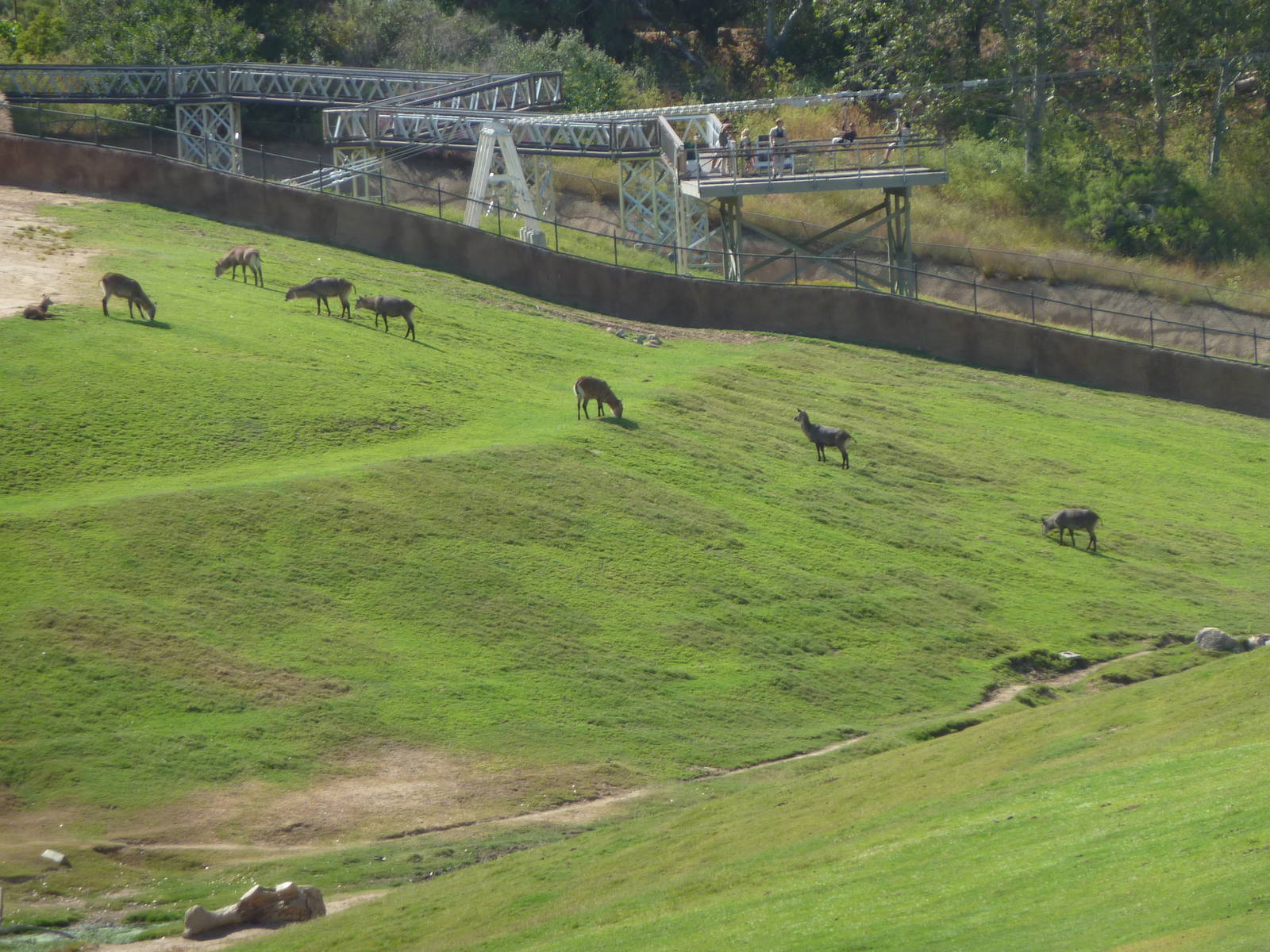 6-12-10 Segway Tour - East Africa