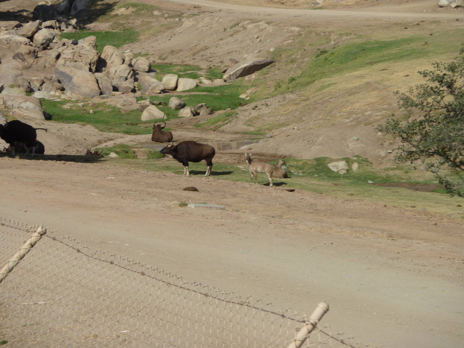 6-12-10 Segway Tour - Gaur and Nilgai