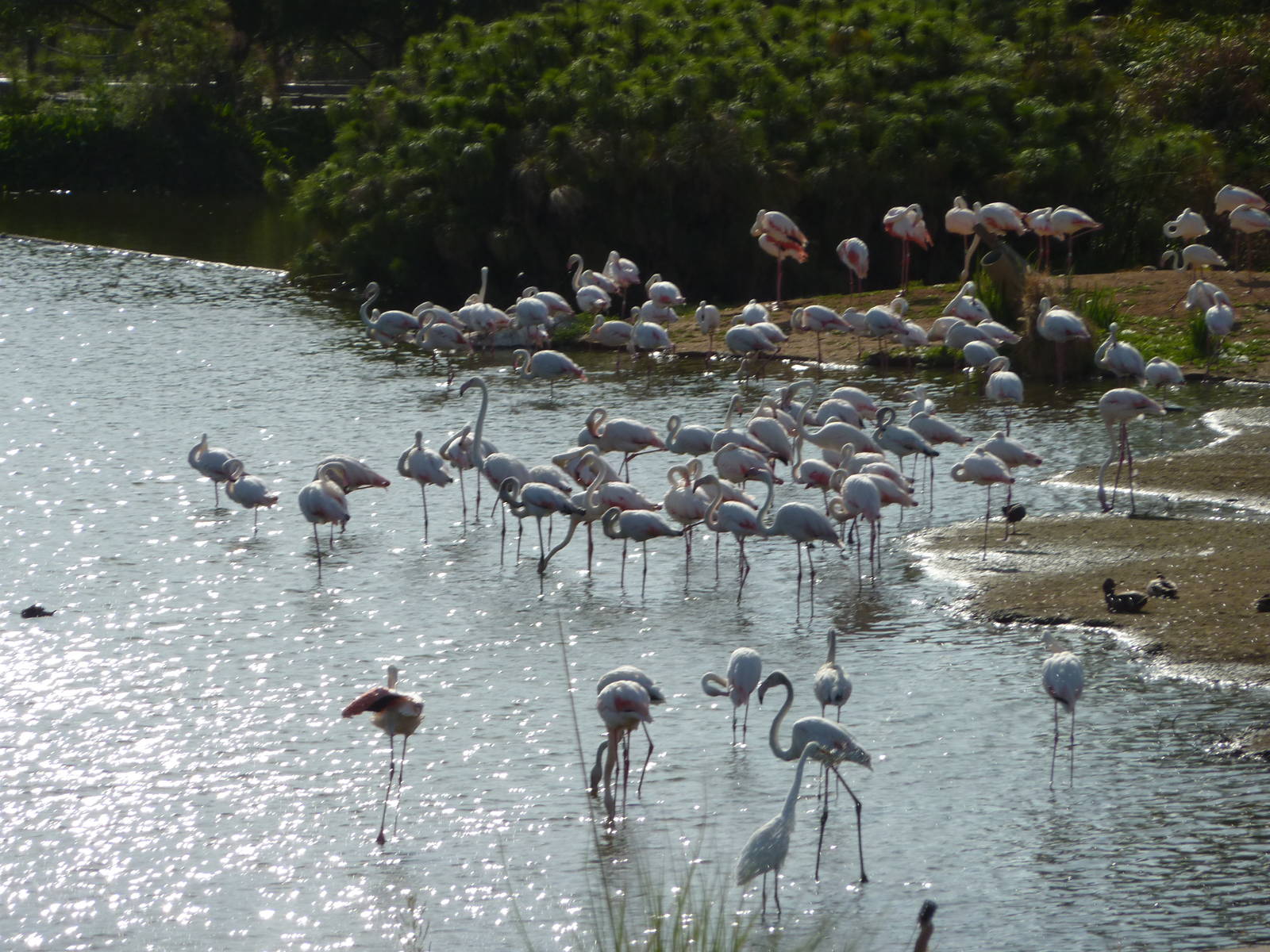 6-12-10 Segway Tour - Greater Flamingo