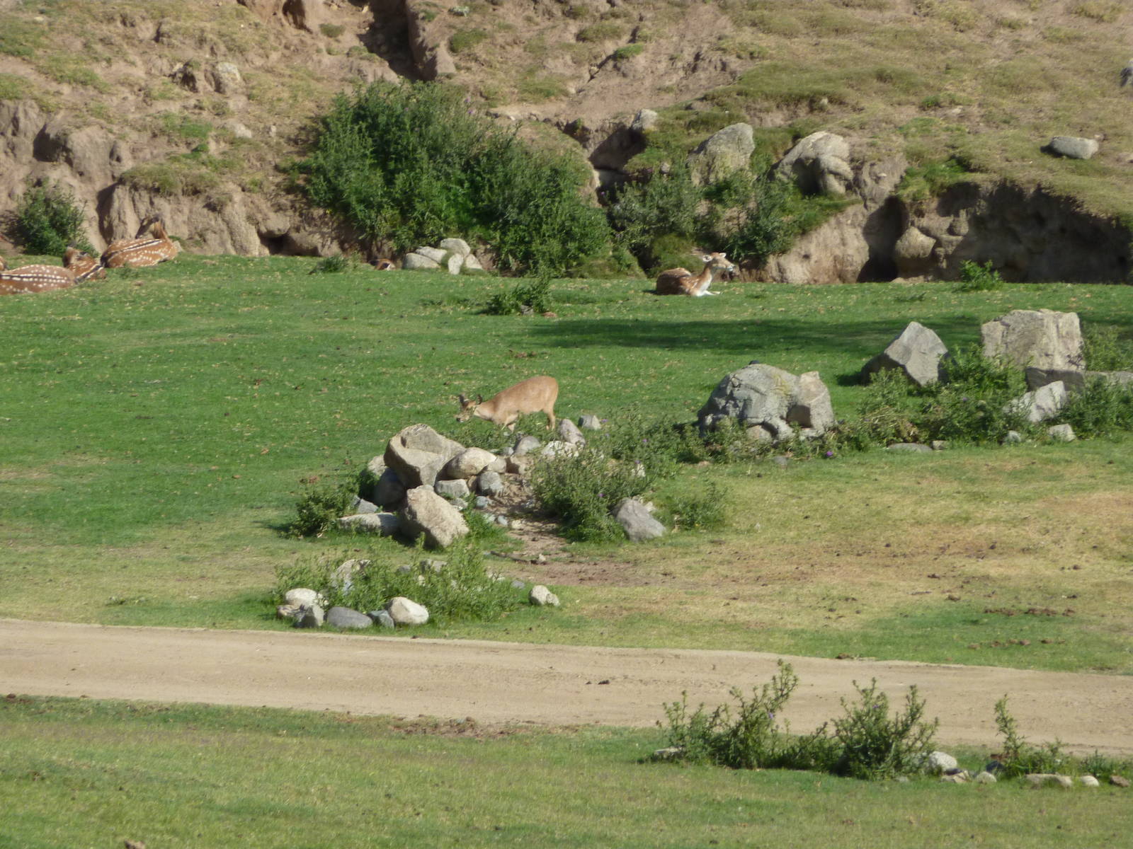 6-12-10 Segway Tour - Hog Deer, Mandarin Sika