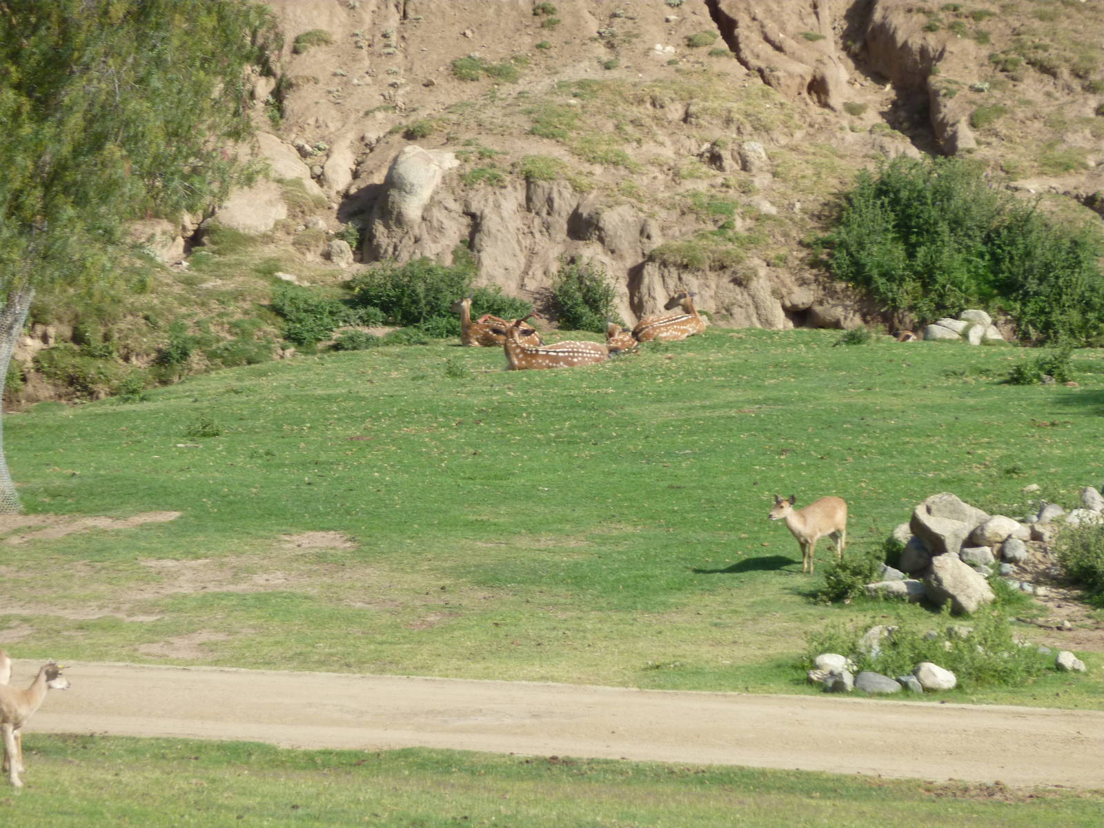 6-12-10 Segway Tour - Hog Deer, Mandarin Sika