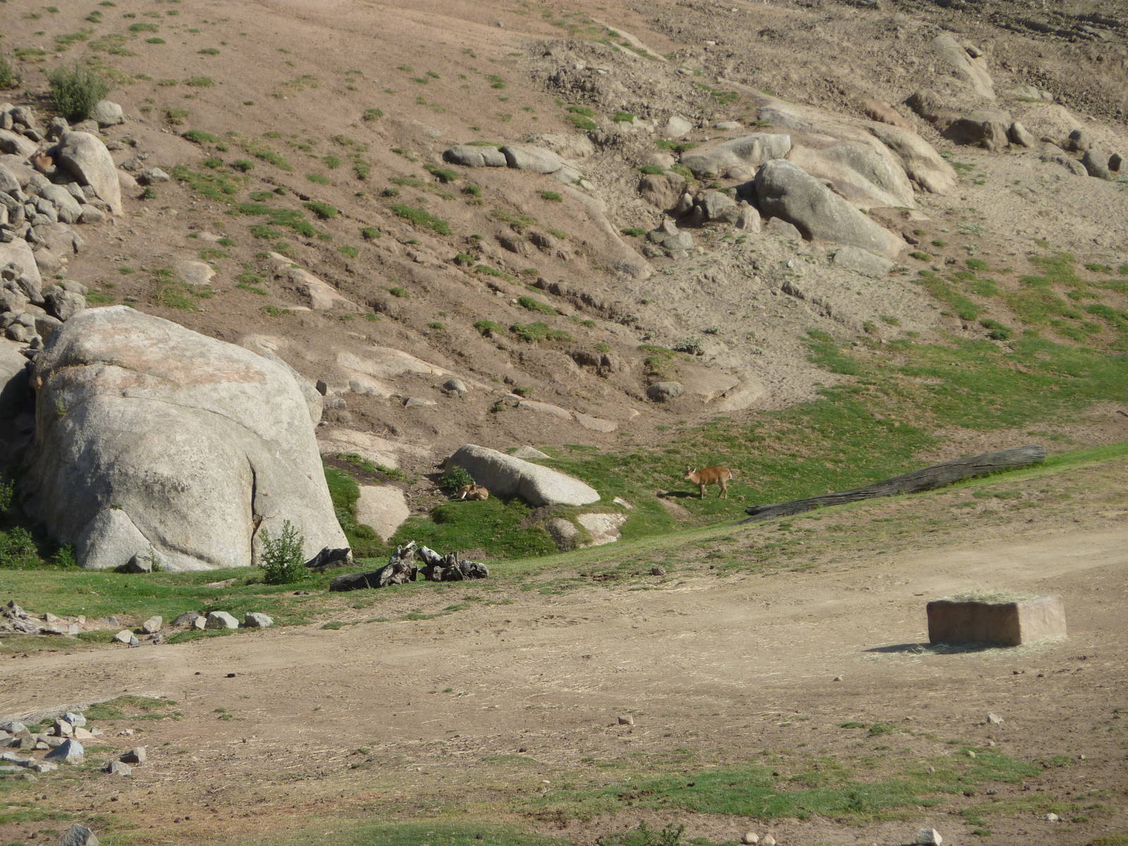 6-12-10 Segway Tour - Hog Deer