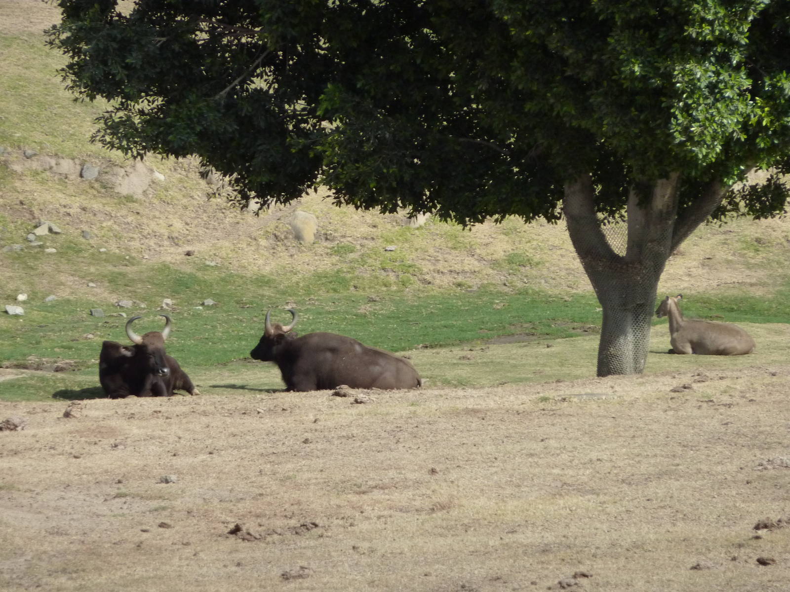 6-12-10 Segway Tour - Indian Gaur and Nilgai