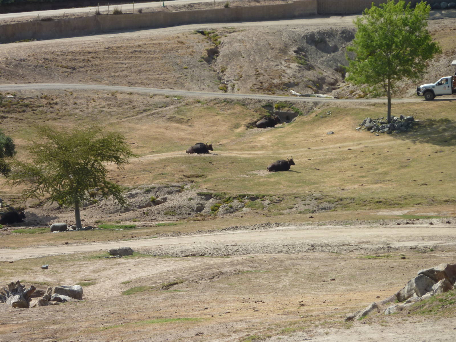 6-12-10 Segway Tour - Indian Gaur