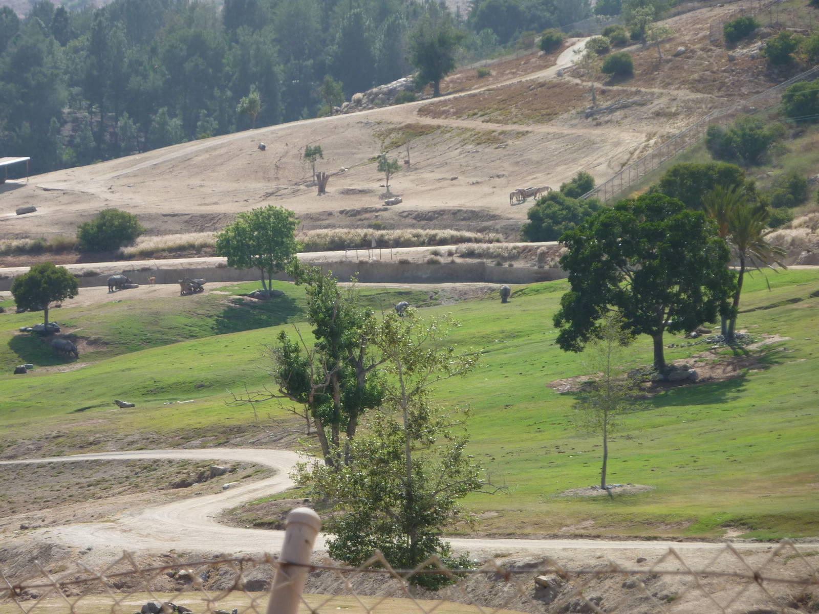 6-12-10 Segway Tour - Indian Rhinoceros and P Horses