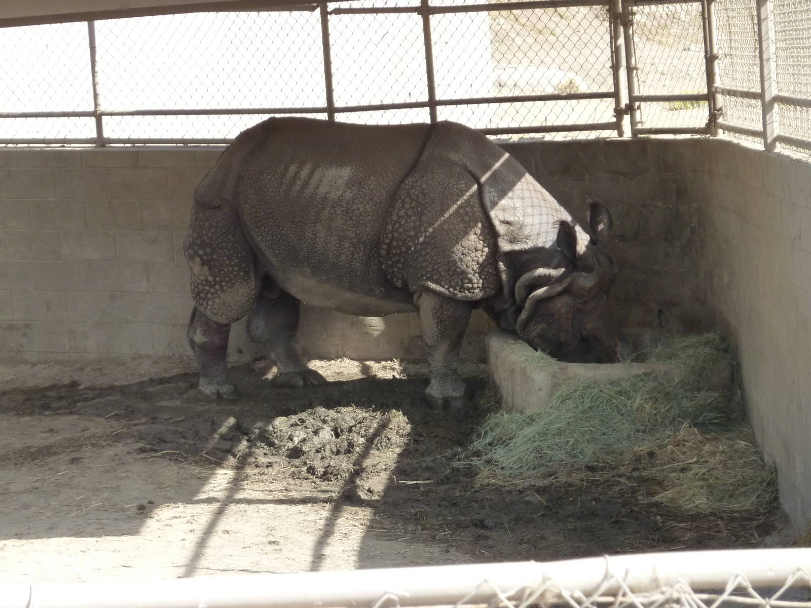 6-12-10 Segway Tour - Indian Rhinoceros Male in Boma