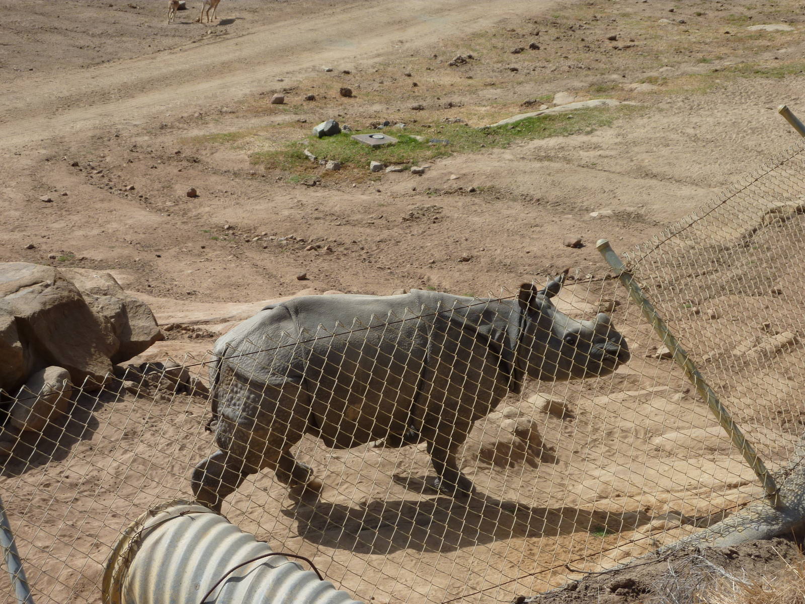 6-12-10 Segway Tour - Indian Rhinoceros