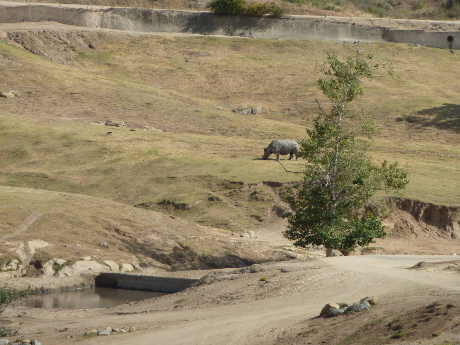 6-12-10 Segway Tour - Indian Rhinoceros