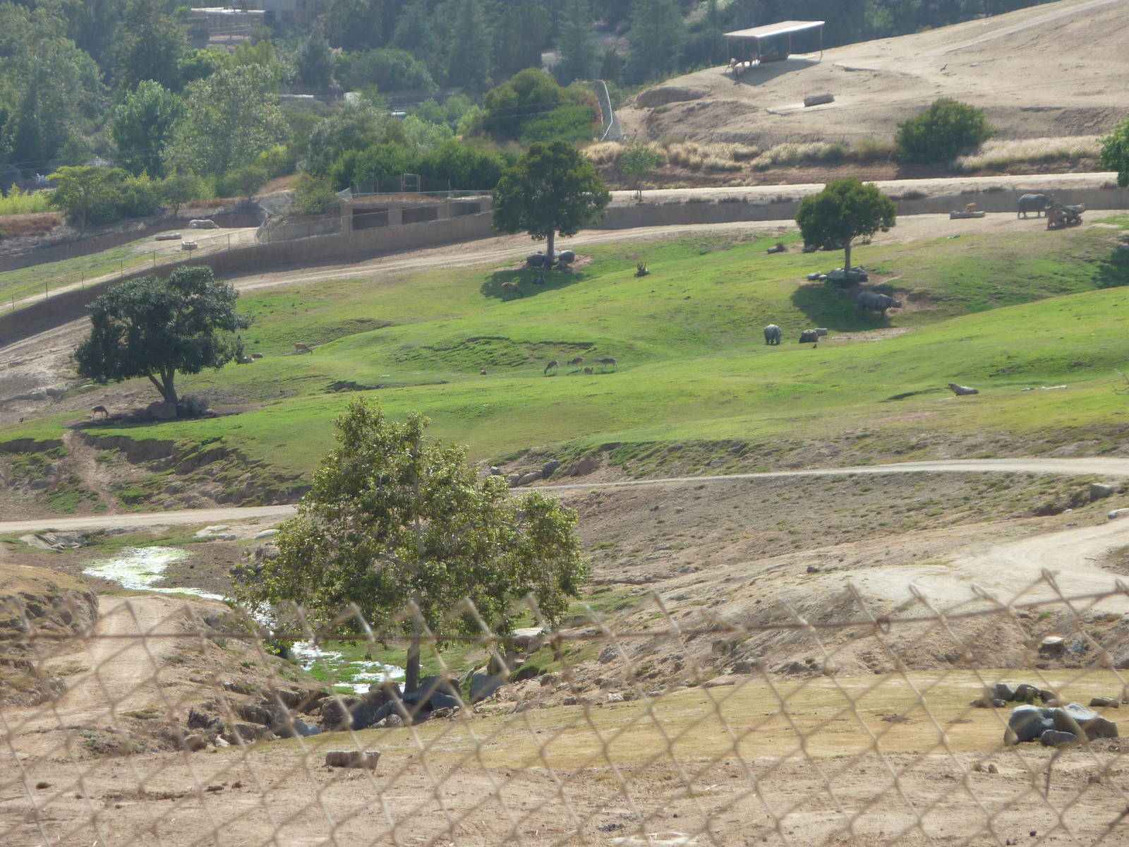 6-12-10 Segway Tour - Indochinese Sika