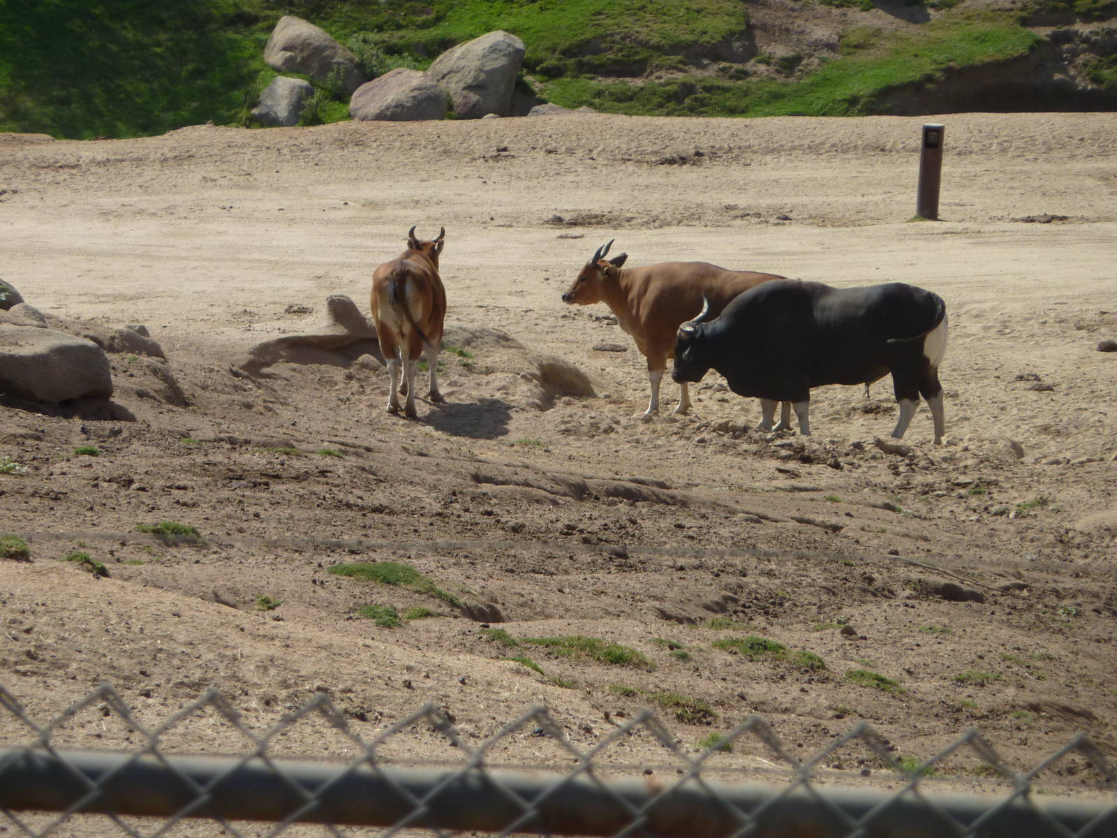 6 -12-10 Segway Tour - Javan Banteng with new Bull