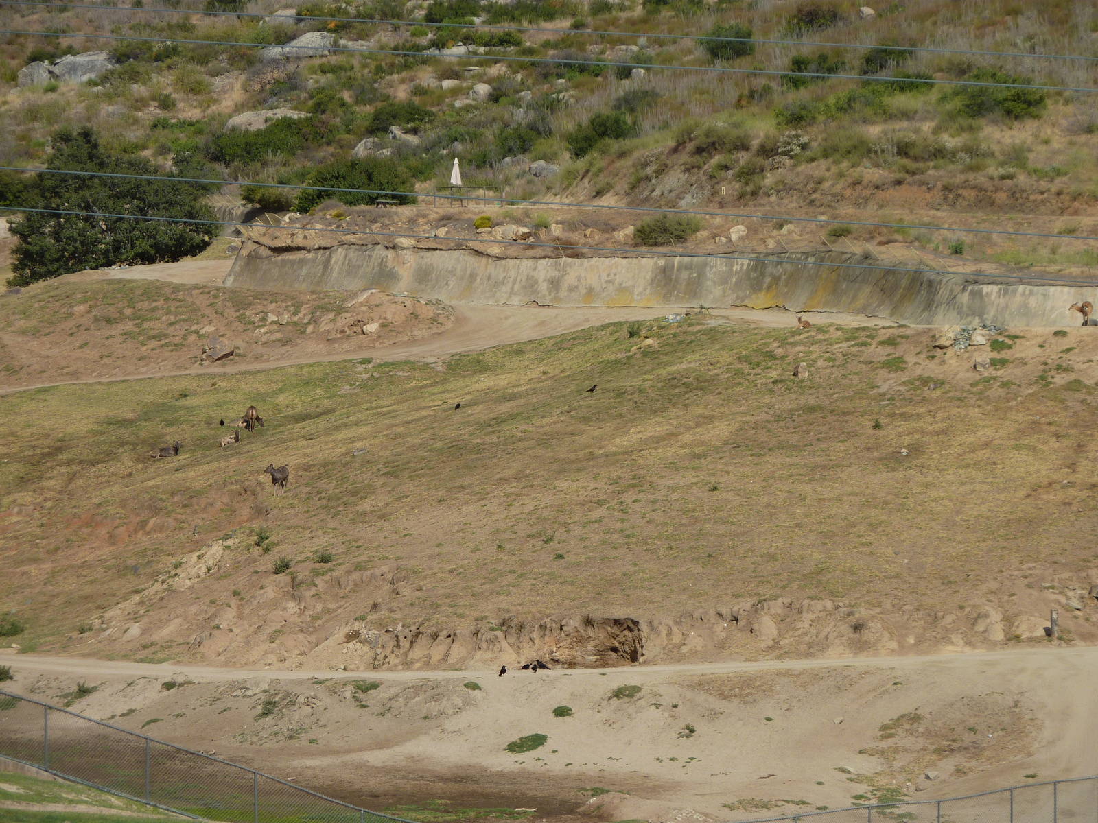 6-12-10 Segway Tour - Malayan Sambar
