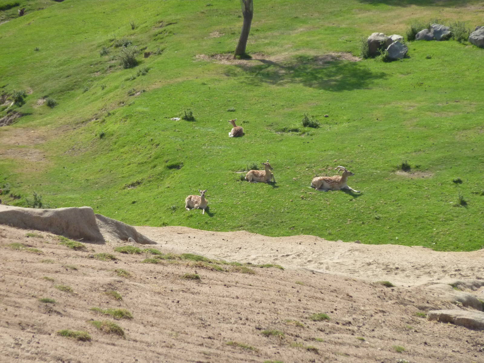 6-12-10 Segway Tour - Mandarin Sika