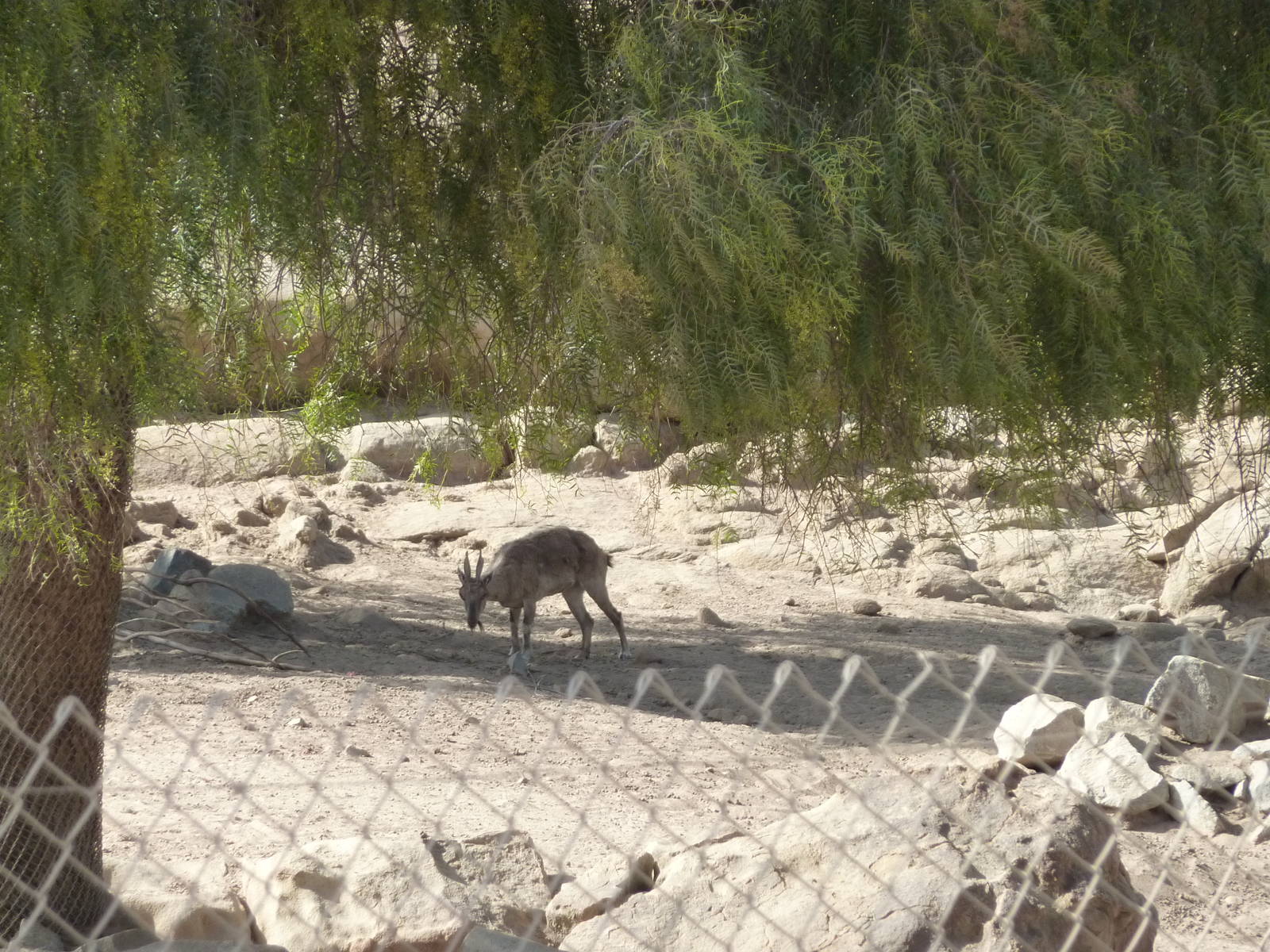 6-12-10 Segway Tour - Markhor