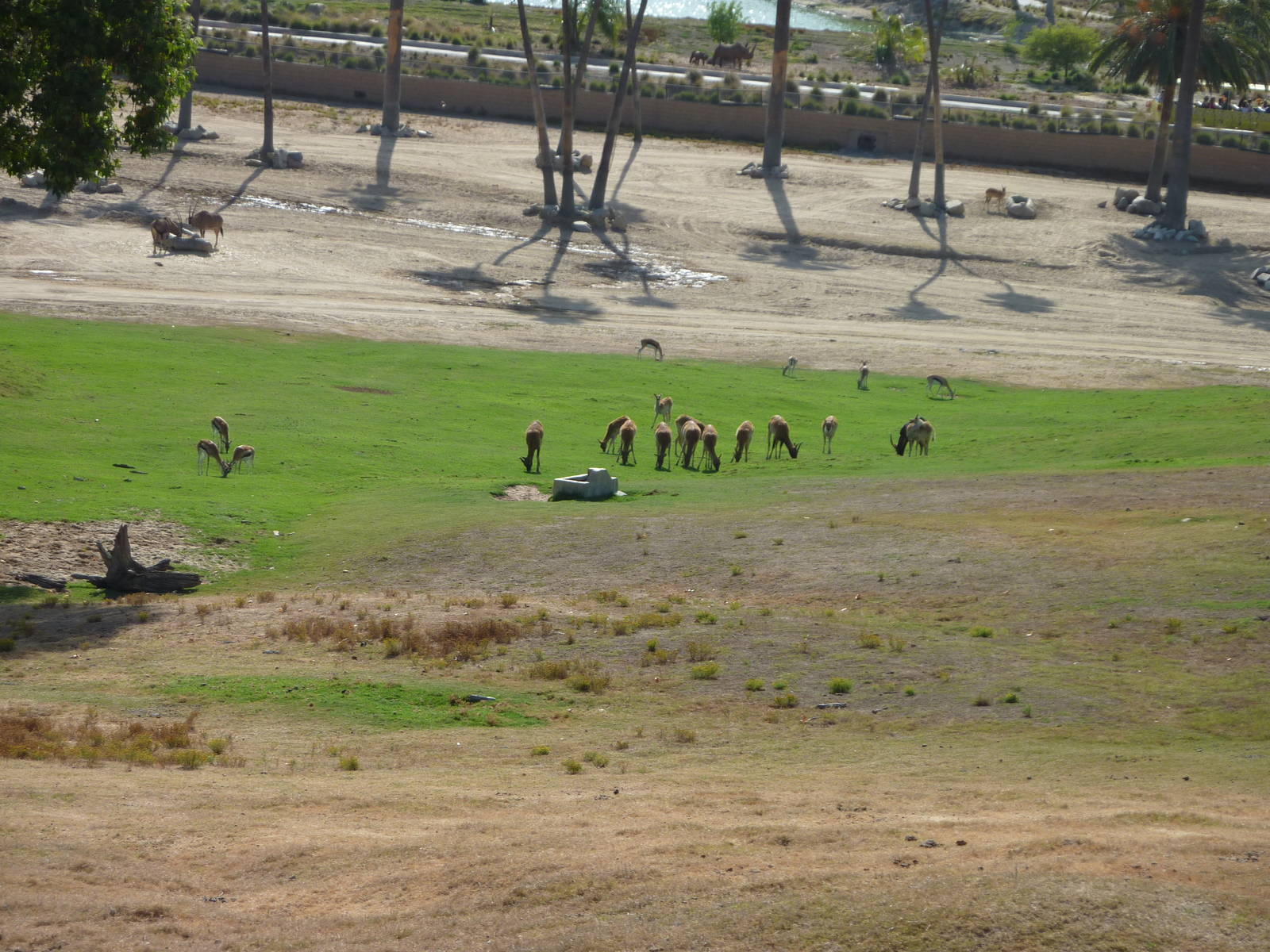 6-12-10 Segway Tour - Nile Lechwe