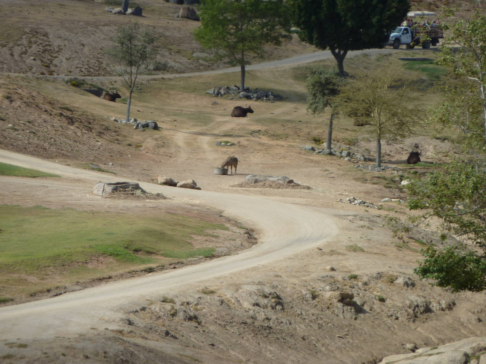 6-12-10 Segway Tour - Nilgai and Gaur
