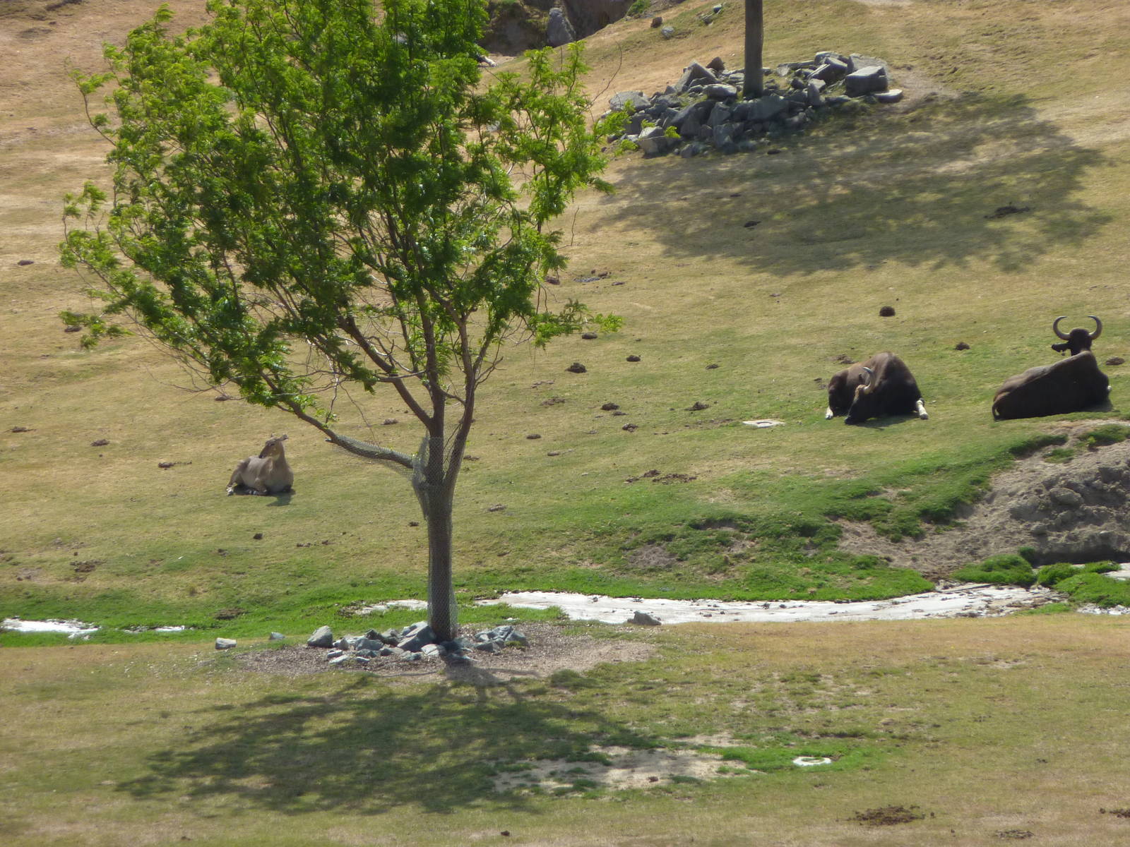 6-12-10 Segway Tour - Nilgai and Guar