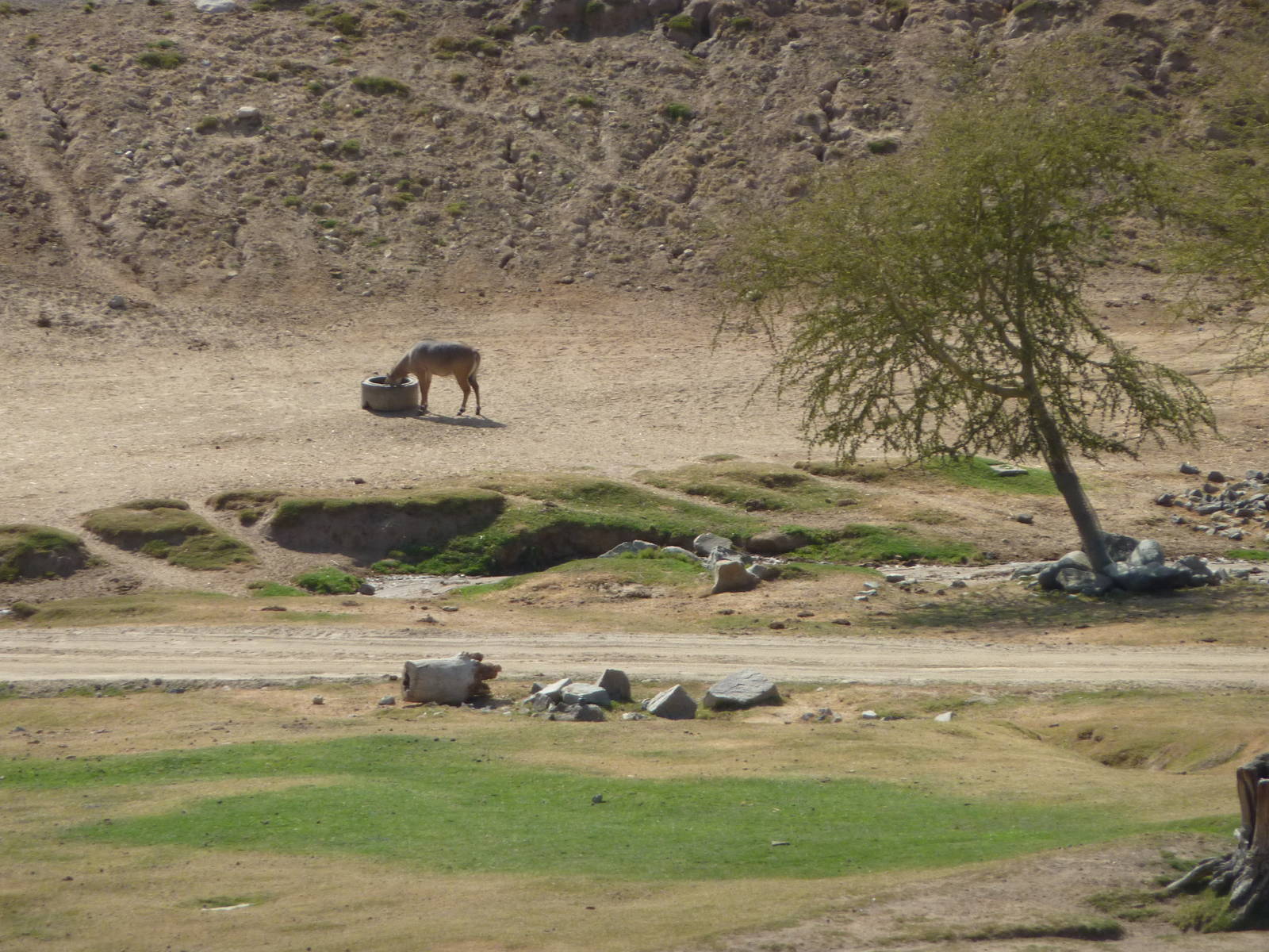 6-12-10 Segway Tour - Nilgai