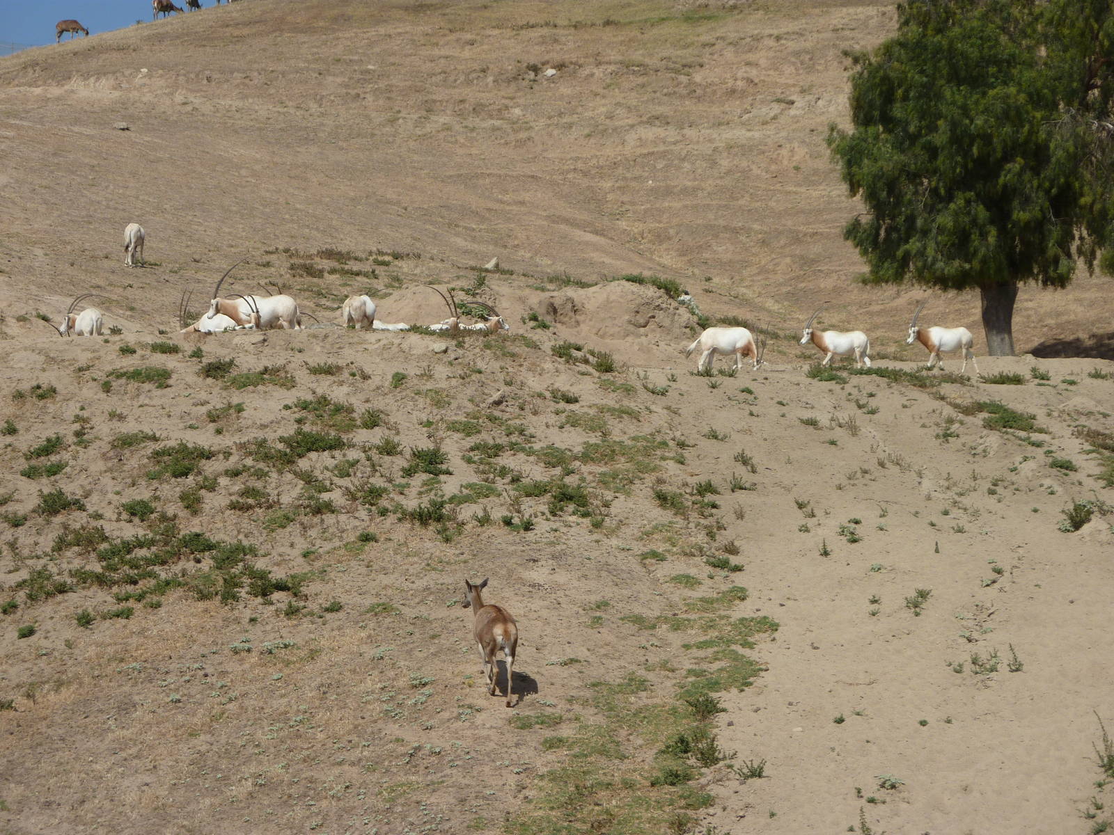 6-12-10 Segway Tour - North Africa Segway Tour