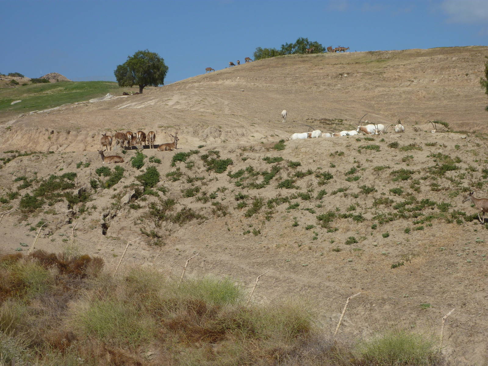 6-12-10 Segway Tour - North Africa