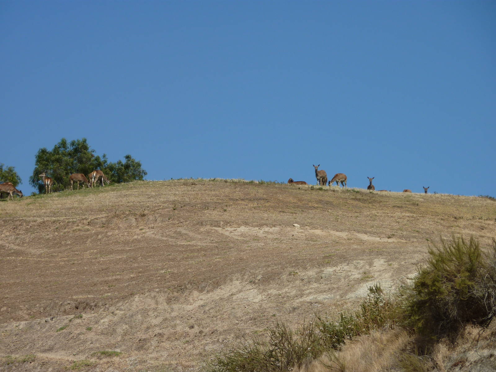 6-12-10 Segway Tour - North Africa