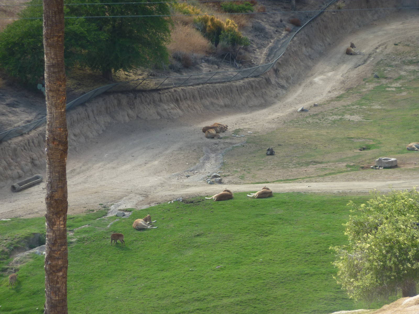 6 -12-10 Segway Tour - Pere David's Deer and Hog Deer