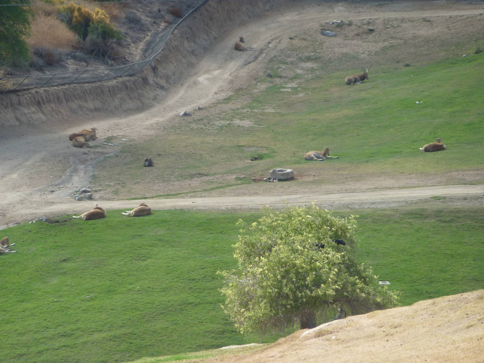 6 -12-10 Segway Tour - Pere David's Deer