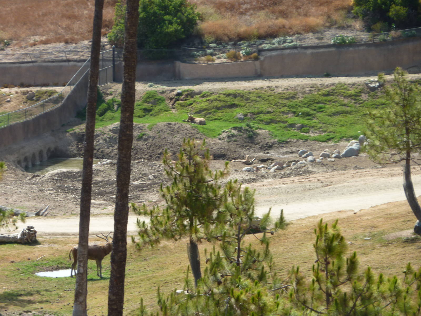 6 -12-10 Segway Tour - Pere David's Deer
