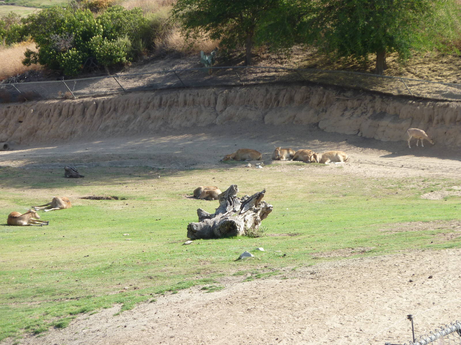 6-12-10 Segway Tour - Pere David's Deer