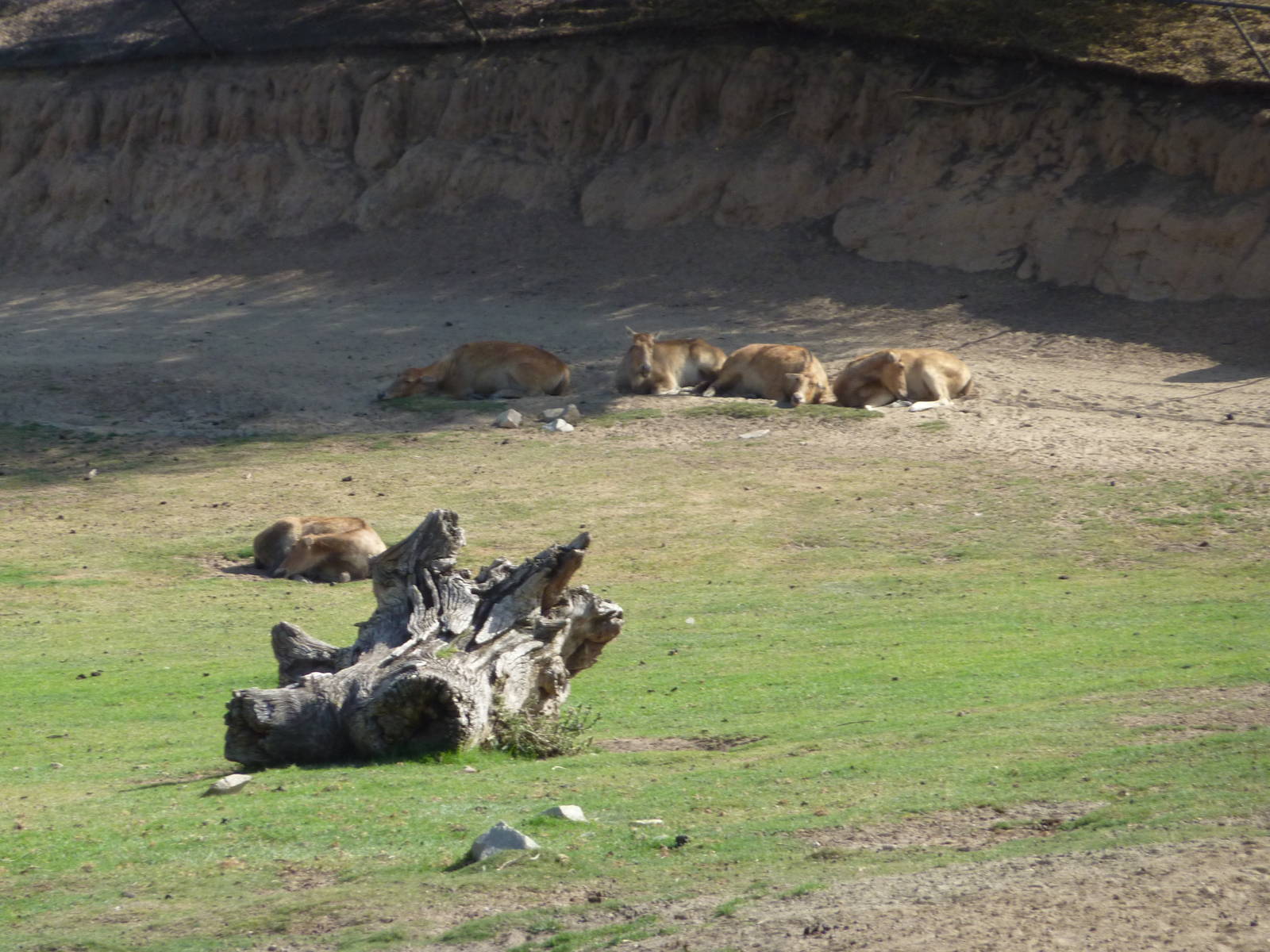 6-12-10 Segway Tour - Pere David's Deer