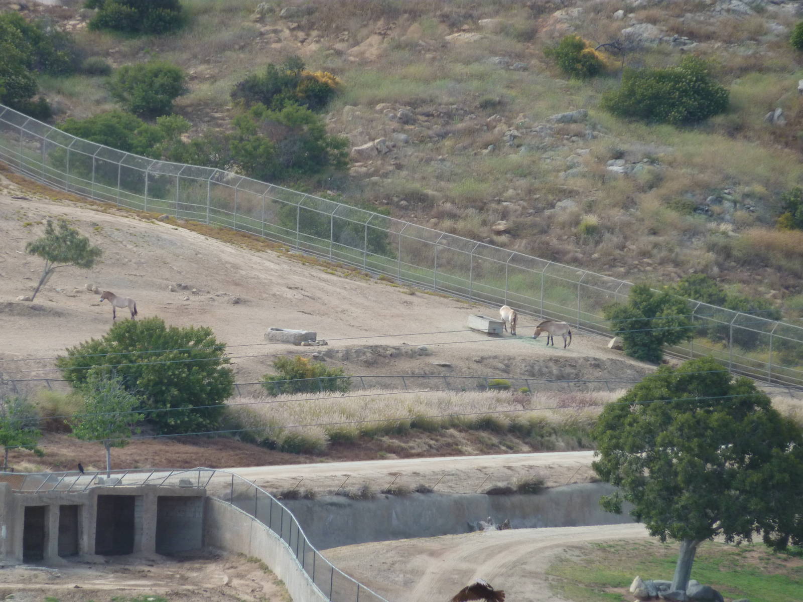 6 -12-10 Segway Tour - Przewalksi's Wild Horse
