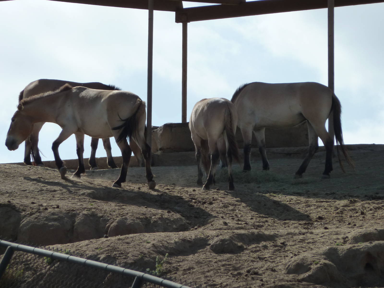 6-12-10 Segway Tour - Przewalksi's Wild Horses