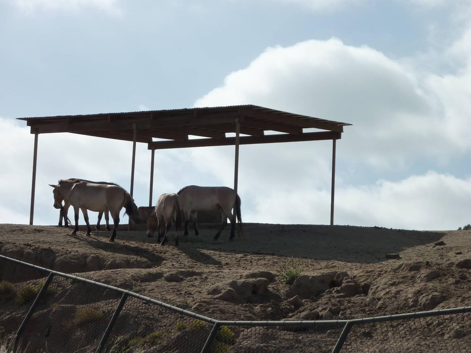 6-12-10 Segway Tour - Przewalksi's Wild Horses
