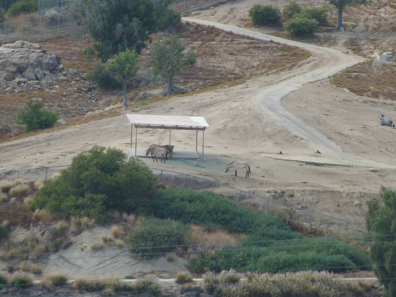6 -12-10 Segway Tour - Pzewalski's Wild Horse