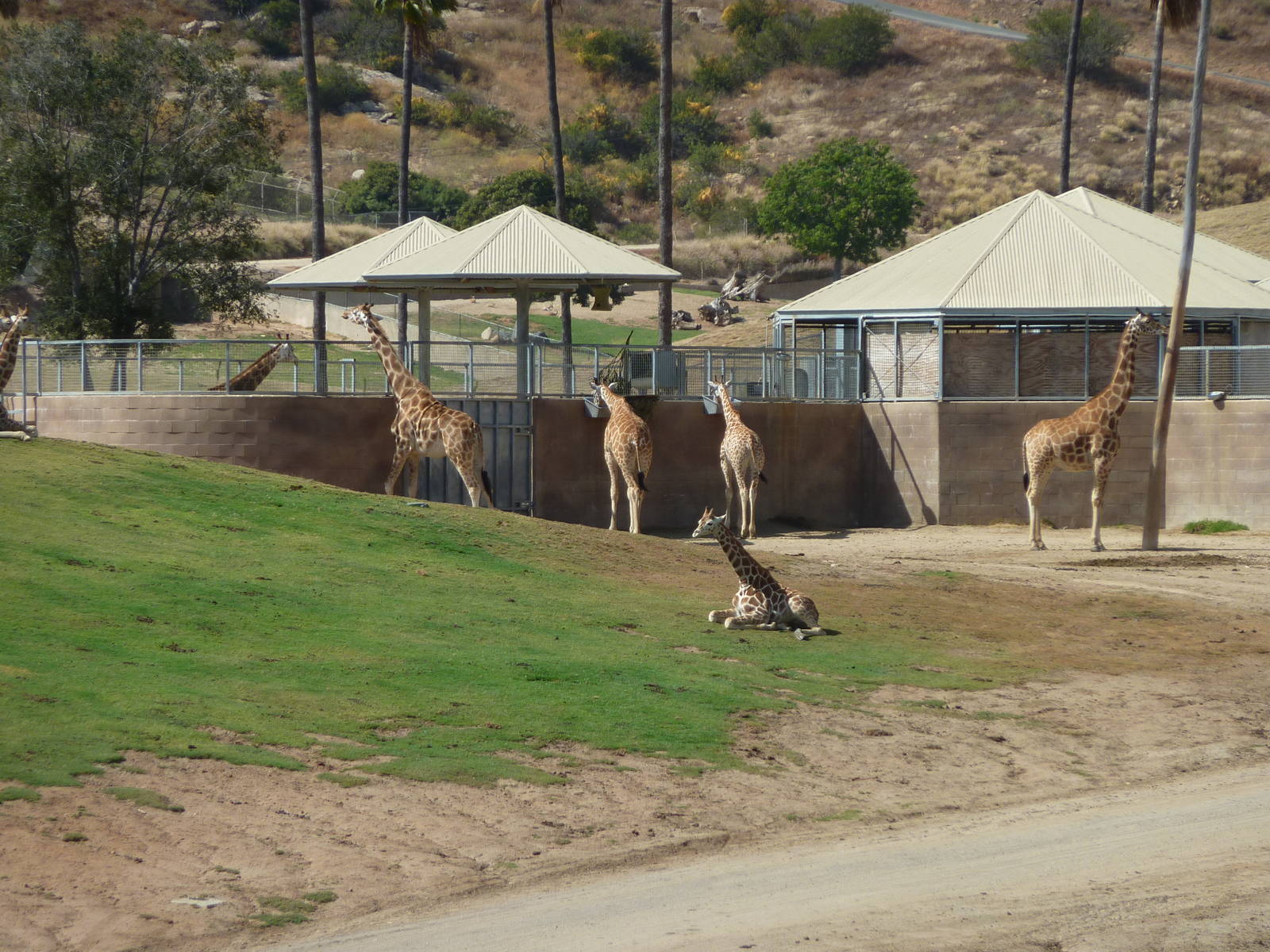 6-12-10 Segway Tour - Reticulated Giraffe and Boma