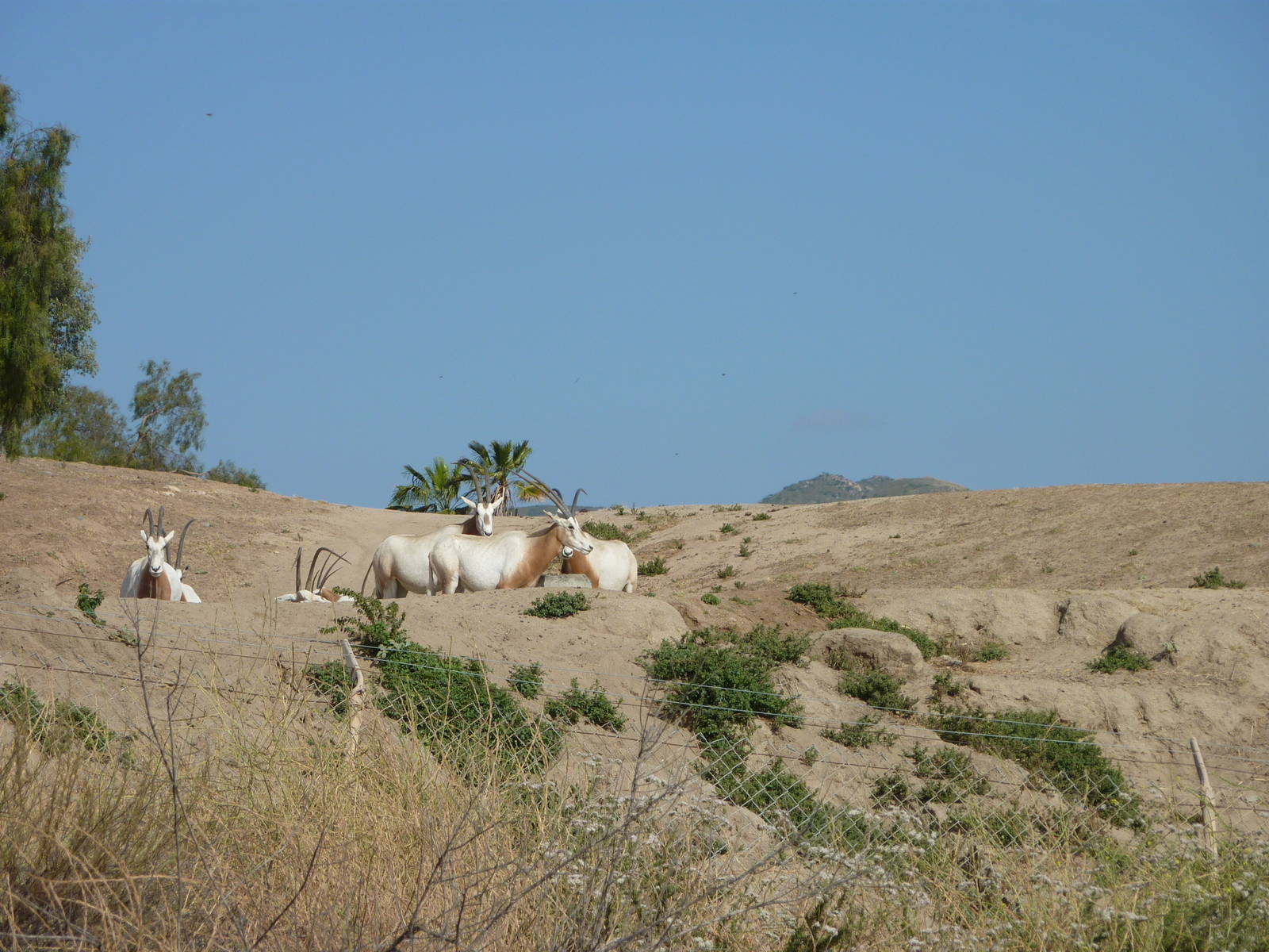 6-12-10 Segway Tour - Scimitar Horned Oryx