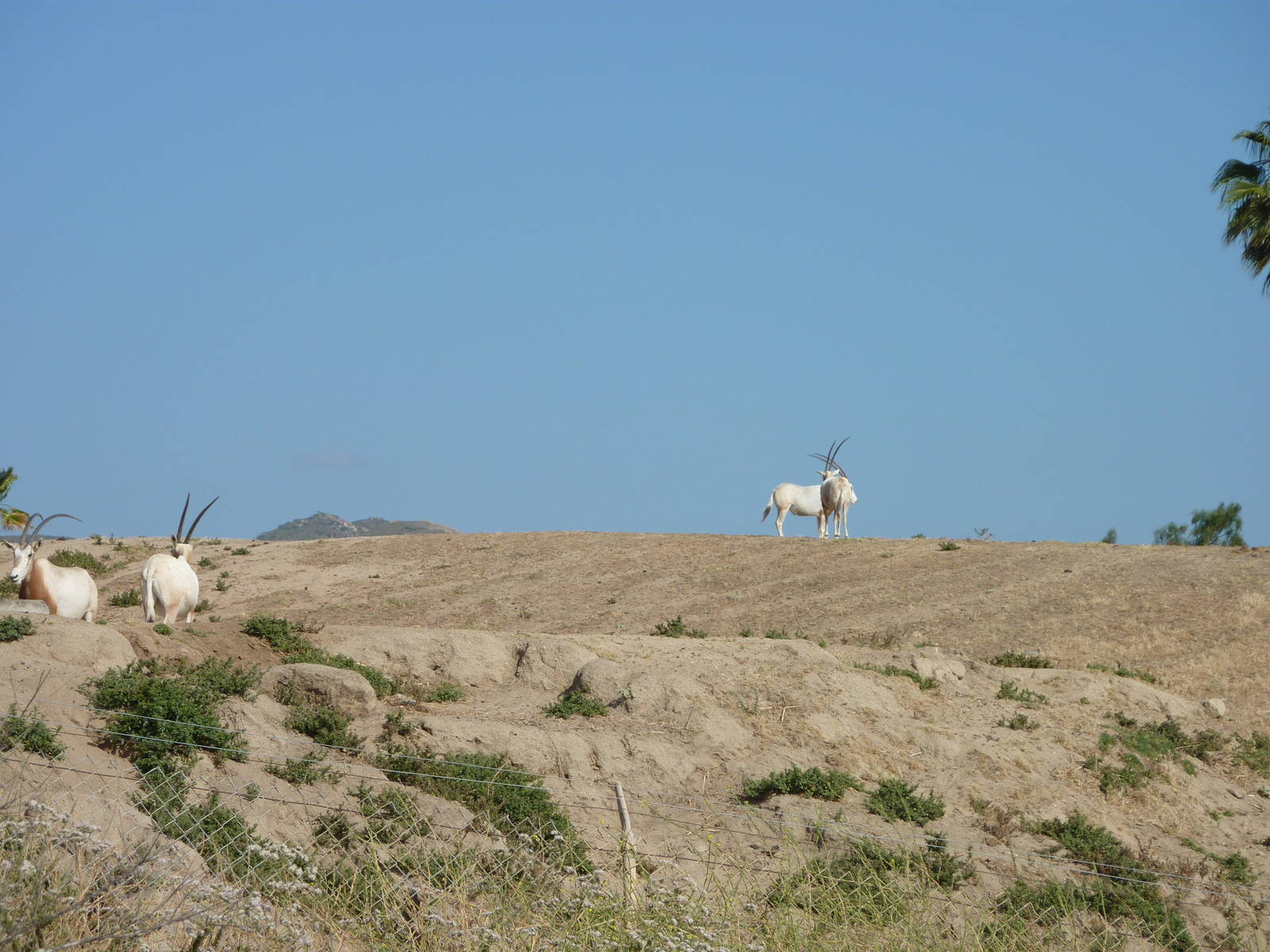 6-12-10 Segway Tour - Scimitar Horned Oryx