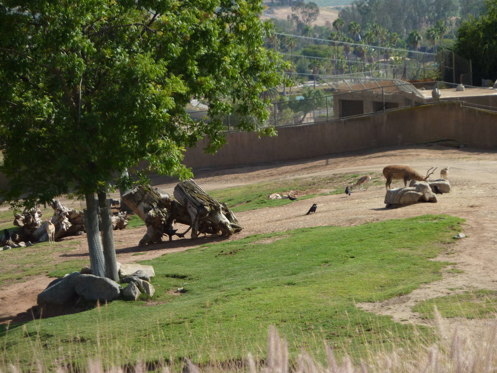 6-12-10 Segway Tour - Sika Deer