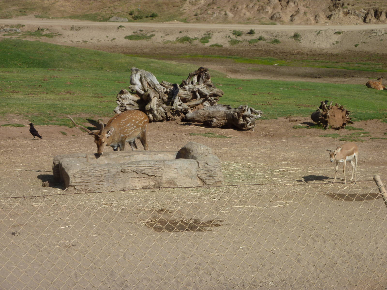 6-12-10 Segway Tour - Sika Deer