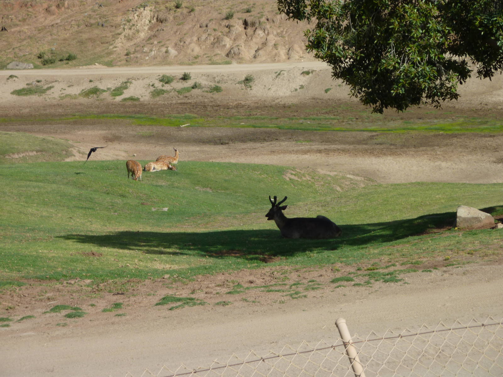 6-12-10 Segway Tour - Sika Deer
