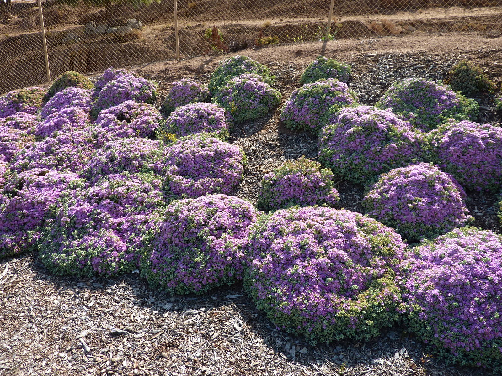 6-12-10 Segway Tour - Some type of cool succulent?