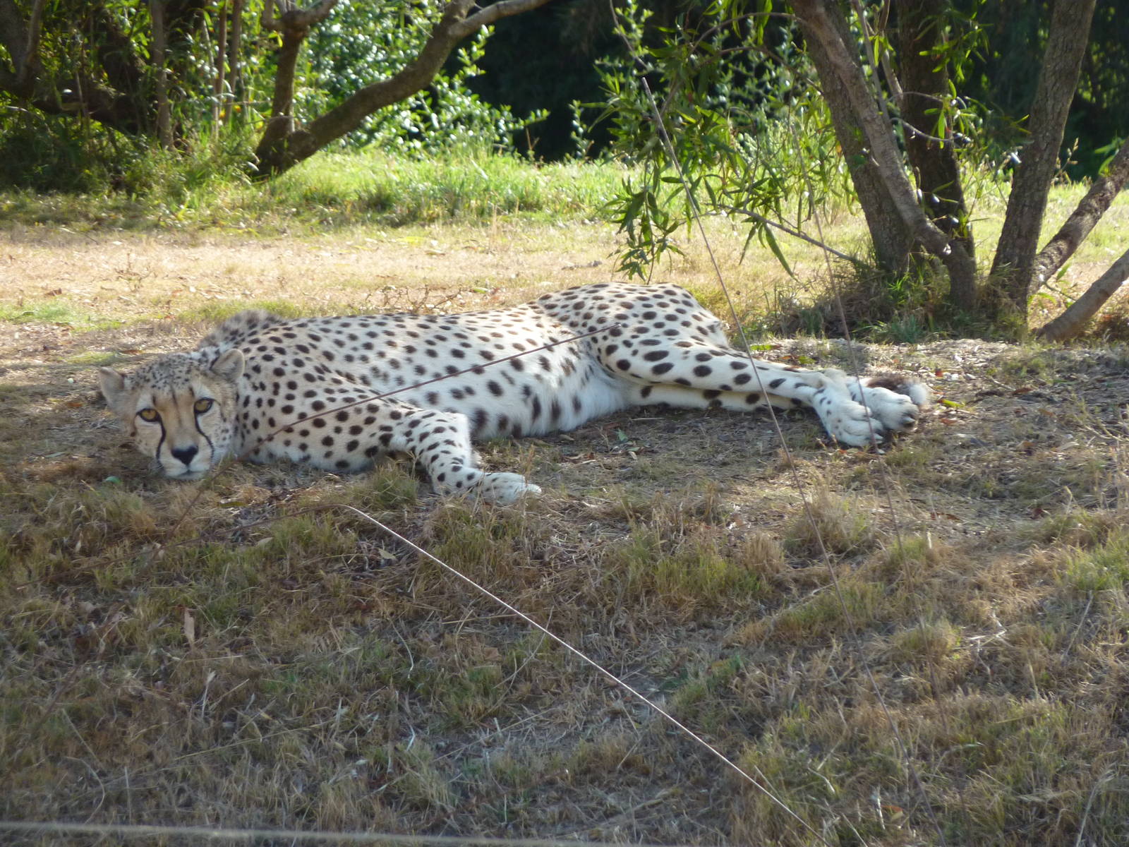 6-12-10 Segway Tour - South African Cheetah