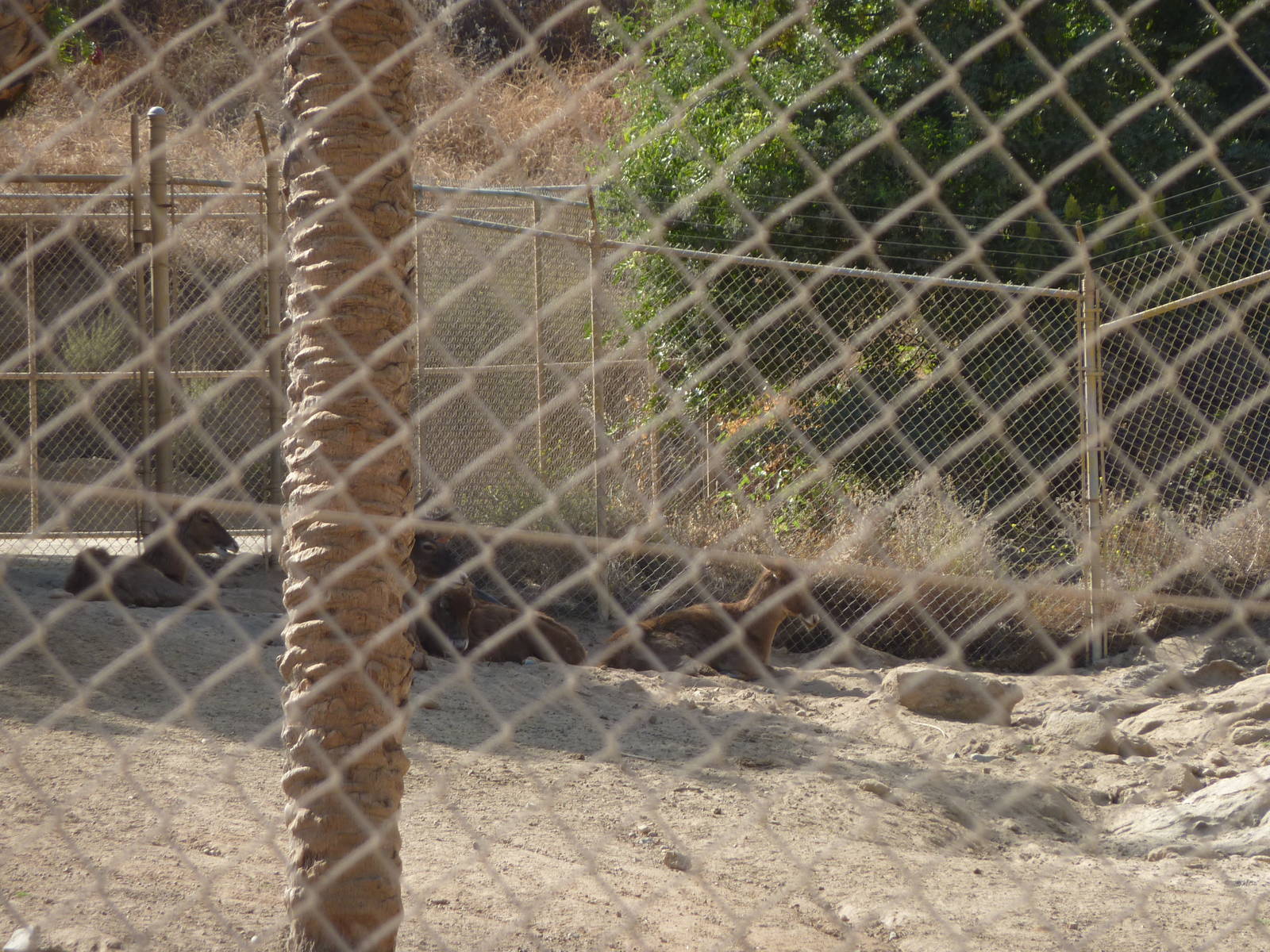 6-12-10 Segway Tour - White Lipped Deer