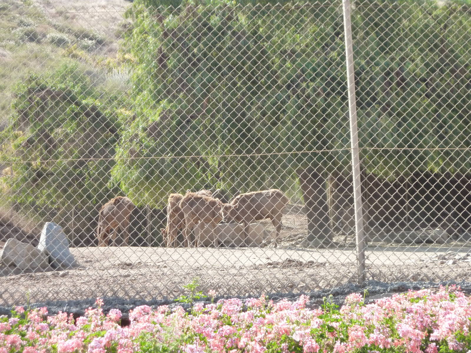 6-12-10 Segway Tour - White Lipped Deer
