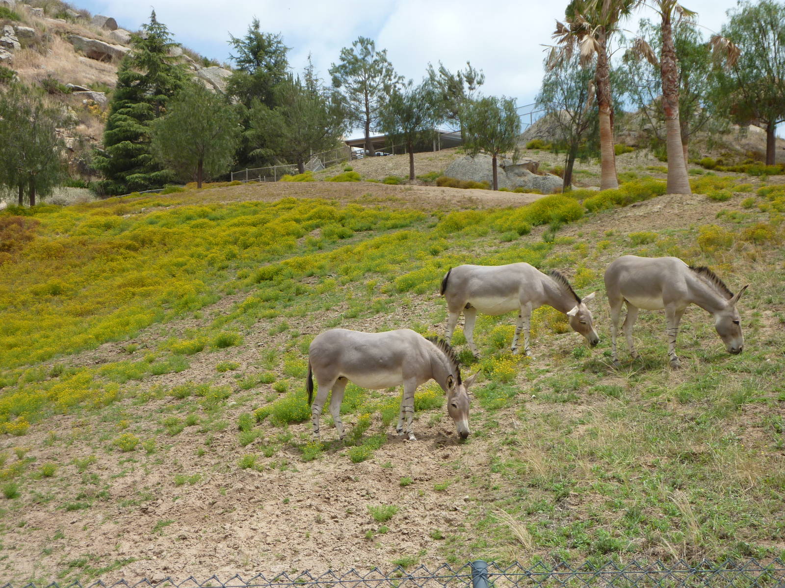 6-12-10 Somailian Wild Ass